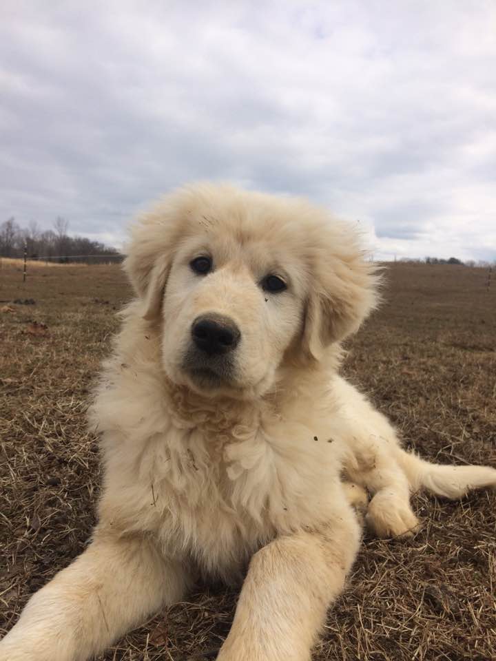 16265241_1464412350259922_6816004789706974103_n