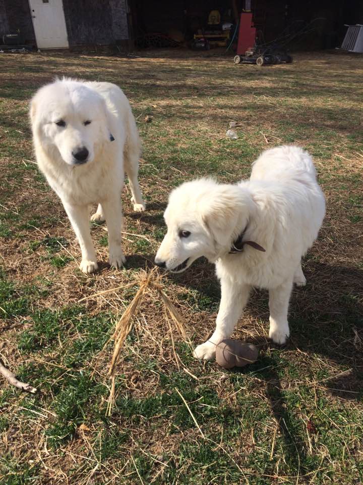 17103426_1498866973481126_4911740051290324260_n