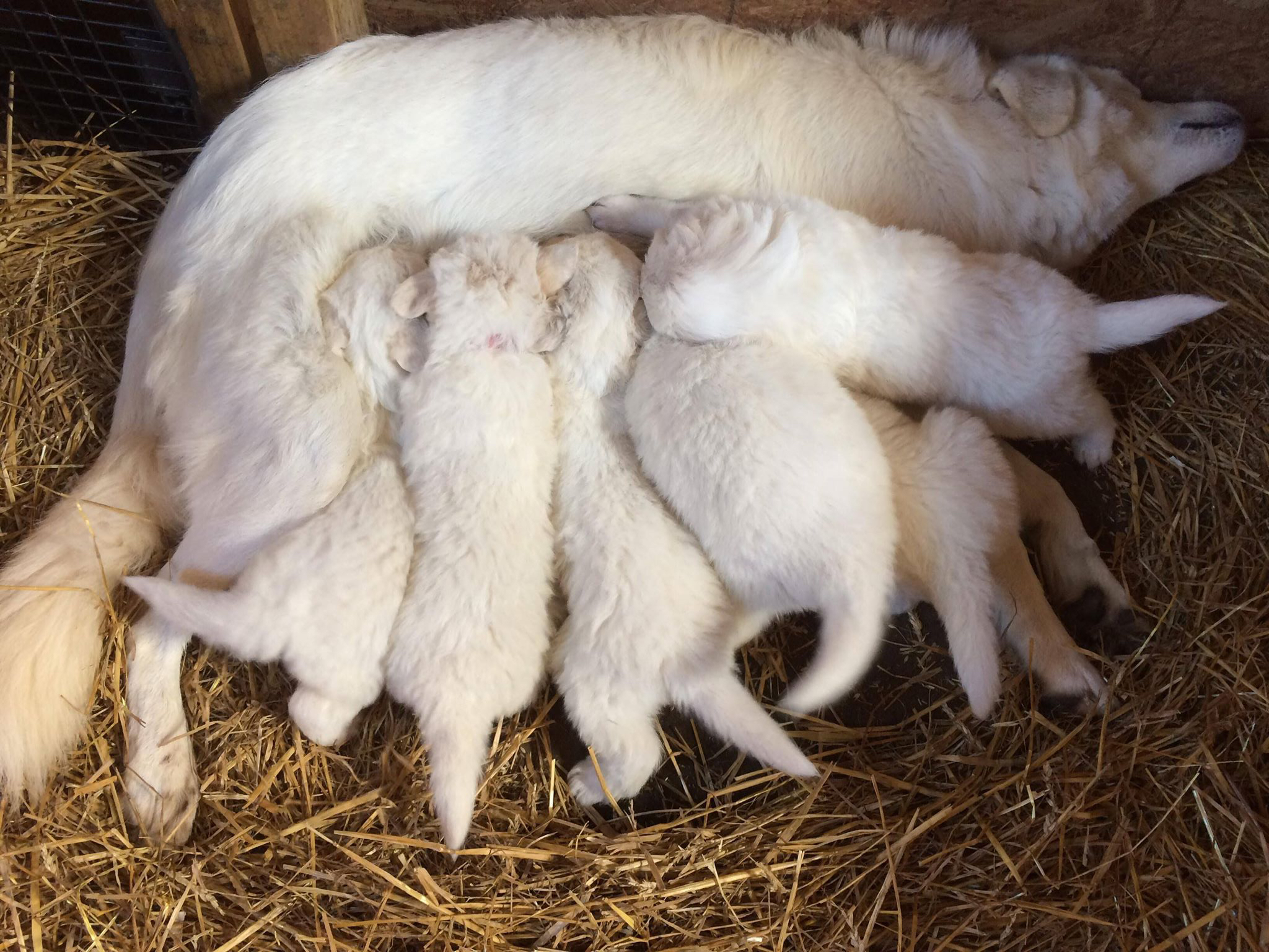 23336223_1779420452092442_381882877_o