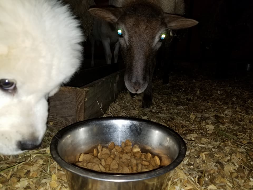 25508145_896065727222980_5025177258517232322_n