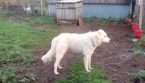 43111315_1265155066969202_6708896666205814784_n