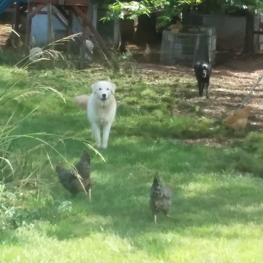 43174342_356472964925778_8566699712281837568_n