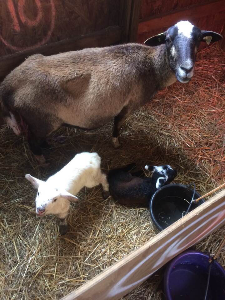 28377828_1919202894780863_417317573555338379_n