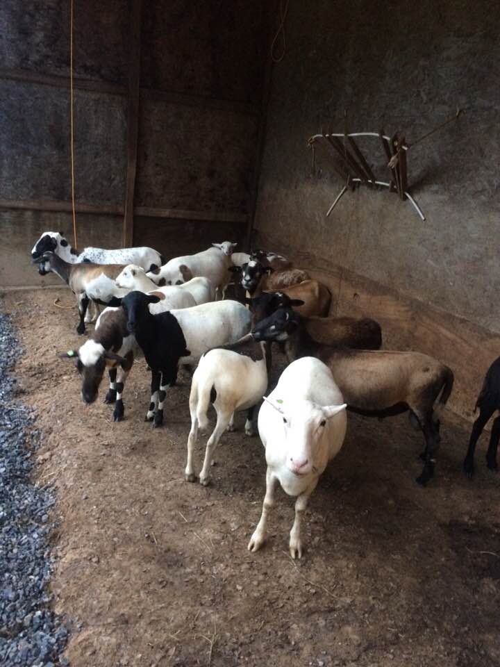 37734237_2113346935366457_8473571884863062016_n